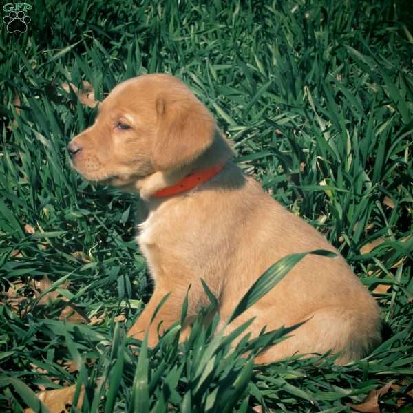 Colton, Golden Labrador Puppy